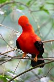 Andean Cock-of-the-rock